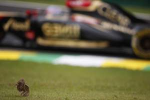 Interlagos, Sao Paulo, Brazil.Saturday 8 November 2014.A Burrowing Owl stretches as Romain Grosjean, Lotus E22 Renault, passes.World Copyright: Charles Coates/Lotus F1.ref: Digital Image _N7T0383